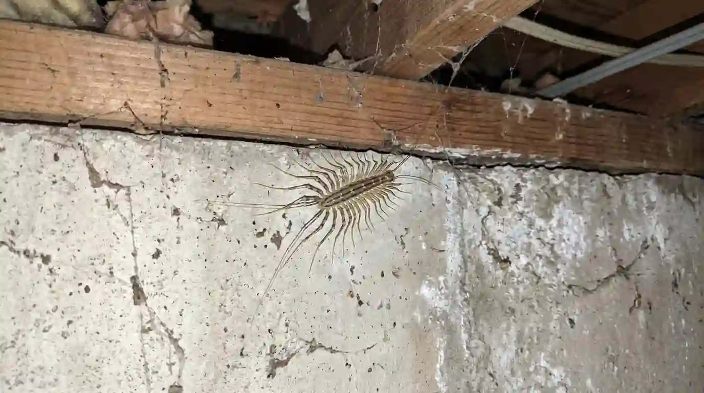 House centipede hunting along a basement sill